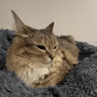 🌟 f7f8ea2b cat, animal, pet, domestic animal, feline, mammal telegram sticker