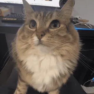 🌟 fd97ae44 cat, animal, cute, pet, feline, domestic animal telegram sticker