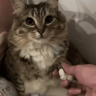 🌟 fdc933f4 cat, pet, animal, cute, domestic animal, feline telegram sticker