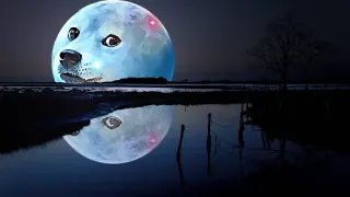 👍 bb746668 หมา, พระจันทร์, เงาสะท้อน, กลางคืน, น้ำ, ทิวทัศน์ telegram sticker