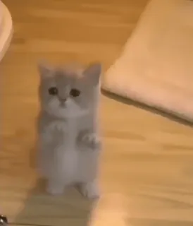 🍪 0339284b 새끼 고양이, 고양이, 동물, 귀여운, 애완동물 telegram sticker