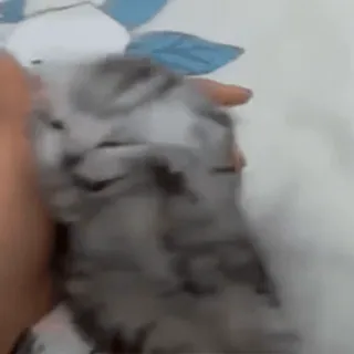 🪱 0d614e4a 고양이, 새끼 고양이, 귀여운, 애완 동물, 동물, 가축 telegram sticker