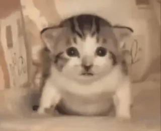 🤡 0e272961 고양이, 새끼 고양이, 동물, 귀여운, 애완 동물, 고양이과 telegram sticker