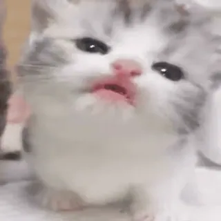 🤨 286d4987 새끼 고양이, 고양이, 귀여운, 동물, 애완 동물 telegram sticker