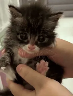 😡 7301524a 새끼 고양이, 고양이, 귀여운, 애완동물, 동물, 작은, 집고양이, 털 telegram sticker