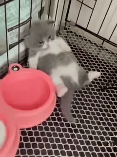 😞 ec18db4f 고양이, 새끼 고양이, 애완동물, 동물, 귀여운, 반려동물 telegram sticker