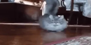 🪱 ed20f677 고양이, 복슬복슬, 동물, 애완동물 telegram sticker