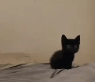 🥺 f793cea4 고양이, 새끼 고양이, 검은 고양이, 동물, 애완 동물 telegram sticker