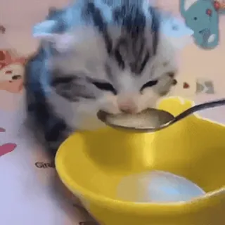 😞 fdc78d03 새끼 고양이, 고양이, 우유, 숟가락, 먹기 telegram sticker