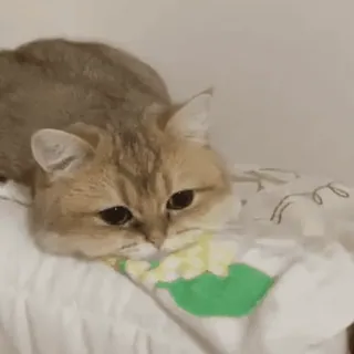 🐱 24f34654 Katze, Haustier, Tier, süß, häuslich, Katzenartig telegram sticker