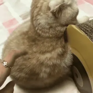 🐱 2e6b80b4 Katze, Haustier, Tier, Haustier, Katzenartig, Säugetier, Kratzbaum telegram sticker