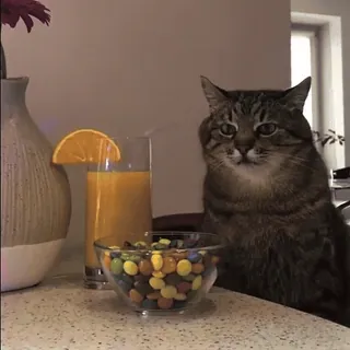 🍹 3b23d76b Katze, Orangensaft, Süßigkeiten, Haustier, Haustier, Getränk, Snack telegram sticker