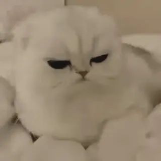 🐱 3d9a827b Katze, süß, Haustier, Tier, flauschig, Kätzchen, häuslich telegram sticker