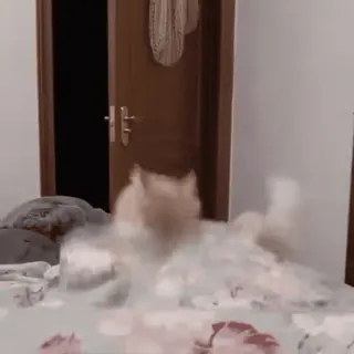 🐱 4b671e0f Katze, Bett, Haustier, Haustier, weißes Fell, flauschig telegram sticker