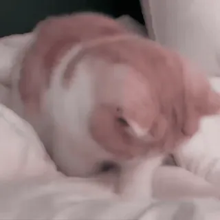 🐱 4eb6e92f Katze, Haustier, Tier, Bett, Orange, Weiß, Hauskatze, Säugetier telegram sticker