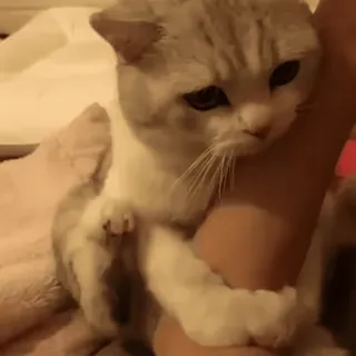 🐱 63f60c33 Katze, Tier, süß, Kätzchen, Haustier, Haustier telegram sticker