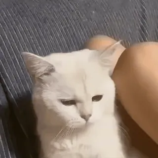 🐱 6a2857d9 Katze, weiße Katze, Haustier, Tier, süß, Haustier telegram sticker
