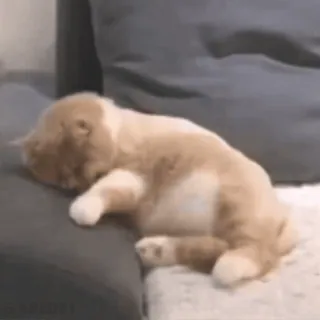 😶 7bd1d098 Katze, Tier, Haustier, Kätzchen, schläfrig, süß telegram sticker