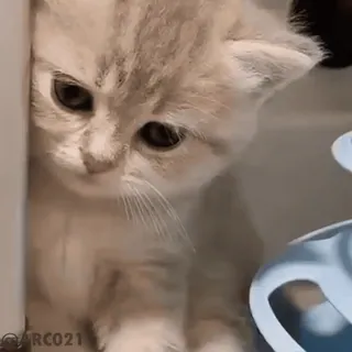 🤦‍♂️ 8b17634f Katze, Kätzchen, süß, Tier, Haustier, Katzenartig telegram sticker