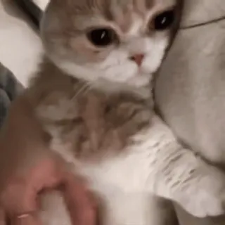 🐱 8e15e6c0 Katze, Kätzchen, süß, Tier, Haustier, Haustier telegram sticker