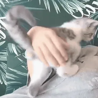 🐱 98d8ceb5 Katze, Kätzchen, Haustier, Tier, süß, zahm telegram sticker