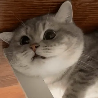 🐱 9e59833e Katze, süß, Haustier, Tier, Kätzchen, graue Katze, Britisch Kurzhaar telegram sticker