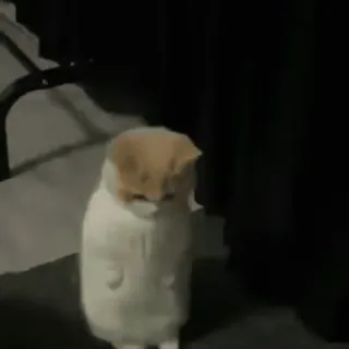 🐱 a52b836f Katze, traurig, Tier, Haustier, süß, häuslich telegram sticker