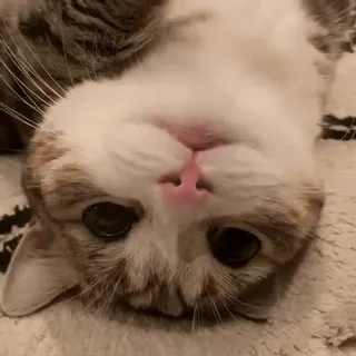 🐱 b0d09e36 Katze, Kätzchen, Tier, Haustier, süß, Augen, Hauskatze telegram sticker