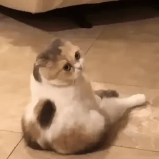 🐱 e9174a5f Katze, Tier, süß, Haustier, Haustier, Katzenartig telegram sticker