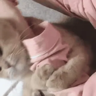 🐱 ed7596c4 Katze, Kätzchen, Haustier, Tier, süß, Shirt telegram sticker