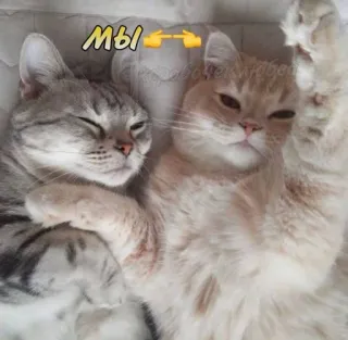 😅 72e27c9a мы แมว, น่ารัก, สัตว์, ลูกแมว, มิตรภาพ telegram sticker