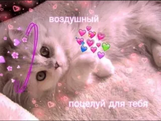 😘 75bfea6d воздушный
поцелуй для тебя แมว, หัวใจ, ความรัก, จูบ, น่ารัก, น่าเอ็นดู, รัสเซีย telegram sticker