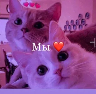 💘 9f27ee27 Мы แมว, สัตว์, น่ารัก, สัตว์เลี้ยง, ความรัก telegram sticker