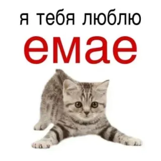 ❤️ 89ea93b6 я тебя люблю
емае kucing, anak kucing, imut, rusia, cinta telegram sticker