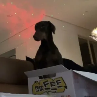 😒 b25192f7 MEEE cane, animale domestico, animale, scatola, divertente telegram sticker