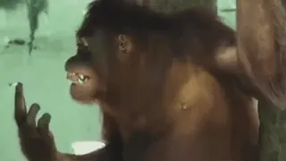 Macacos 🐒 @SantiagoVelasquez whatsapp stickers