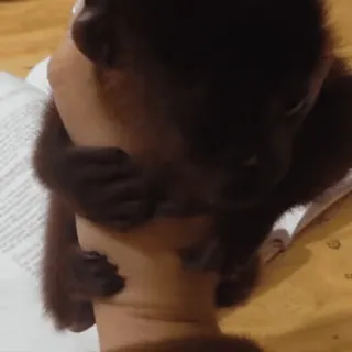 🙊 1bbacde4 małpa, zwierzę, słodkie, ssak, dzikie zwierzęta whatsapp sticker