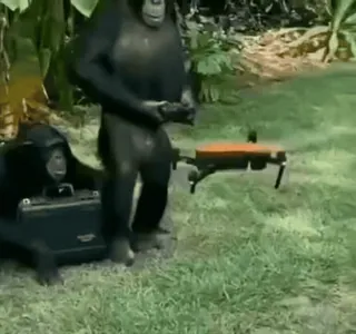 😌 569b9329 małpy, dron, zwierzęta, szympans, śmieszne whatsapp sticker