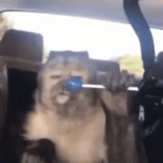 😋 60b7c6af kot, jazda, lizak, okulary przeciwsłoneczne, zwierzę whatsapp sticker