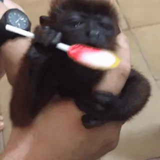 Macacos 🐒 @SantiagoVelasquez telegram stickers