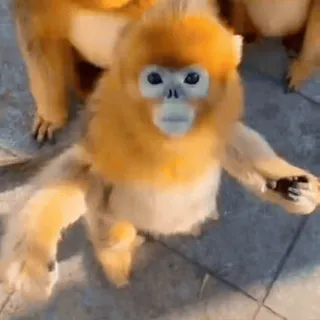 😶 6c402e25 małpa, rokselana złocista, zwierzę, dzika przyroda whatsapp sticker