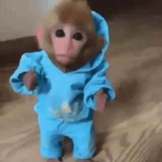 👍 7b8d504f małpa, zwierzę, słodki, bluza z kapturem, niebieski whatsapp sticker