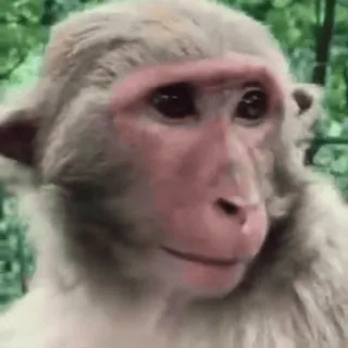 😂 7d6c7af1 małpa, zwierzę, dzika przyroda, naczelny, ssak whatsapp sticker
