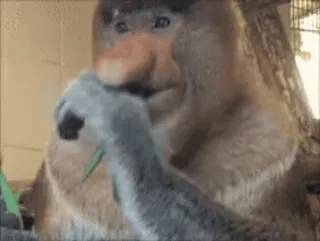 😐 81930e1d małpa, nosacz, zwierzę, dzika przyroda, natura, jedzenie whatsapp sticker