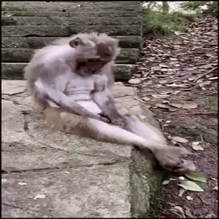 Macacos 🐒 @SantiagoVelasquez whatsapp stickers