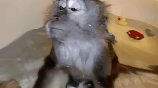 Macacos 🐒 @SantiagoVelasquez telegram stickers