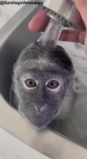 😊 caf34978 małpa, zwierzę, mycie, zlew, kąpiel whatsapp sticker