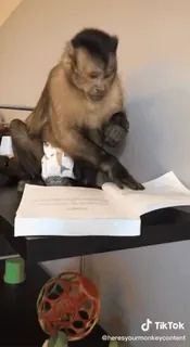 Macacos 🐒 @SantiagoVelasquez whatsapp stickers