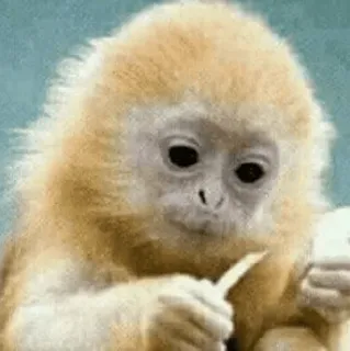 🐵 19041438 обезьяна, животное, золотистая курносая обезьяна, примат, милый, дикая природа, млекопитающее telegram sticker