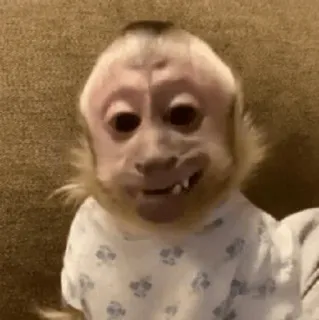 🐵 4297c484 обезьяна, животное, милый, примат telegram sticker